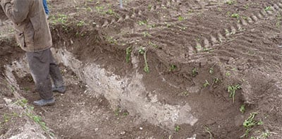 Fosa para observar el perfil del cultivo