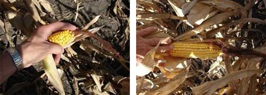 A la izquierda, maíz atrofiado debido a una compactación excesiva del suelo