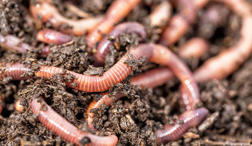 Las lombrices de tierra son valiosas aliadas para mejorar la calidad del suelo