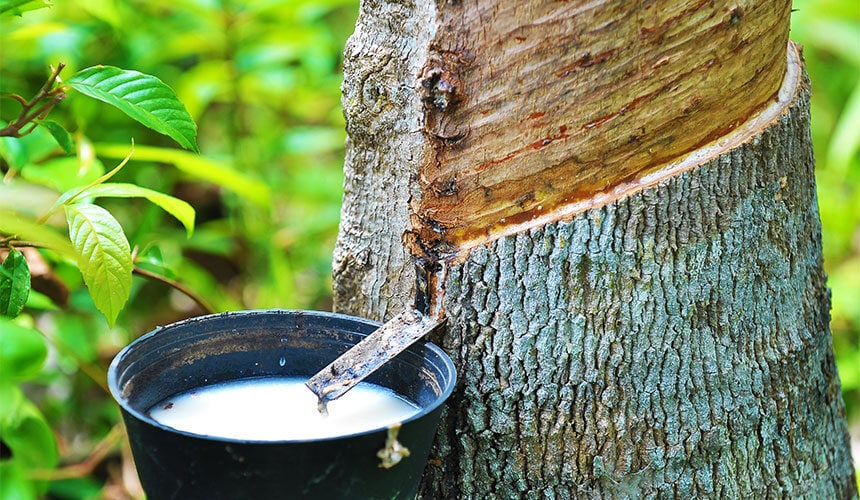 Bridgestone tiene sus propias plantaciones de heveas para añadir más caucho natural a sus neumáticos